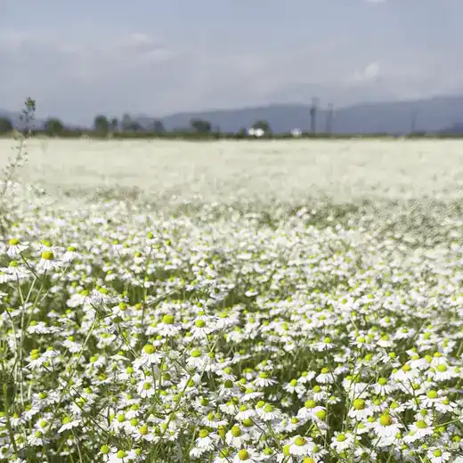 Λευκά και κίτρινα άνθη χαμομηλιού με βουνά στο βάθος
